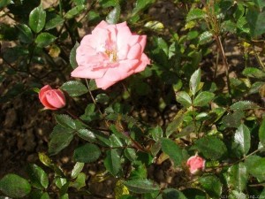 JUNE TIME (miniature)